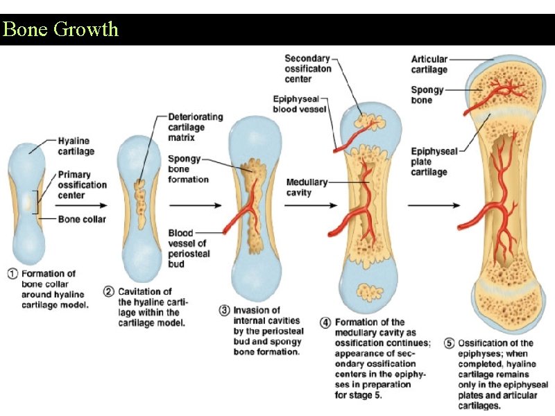 Bone Growth 