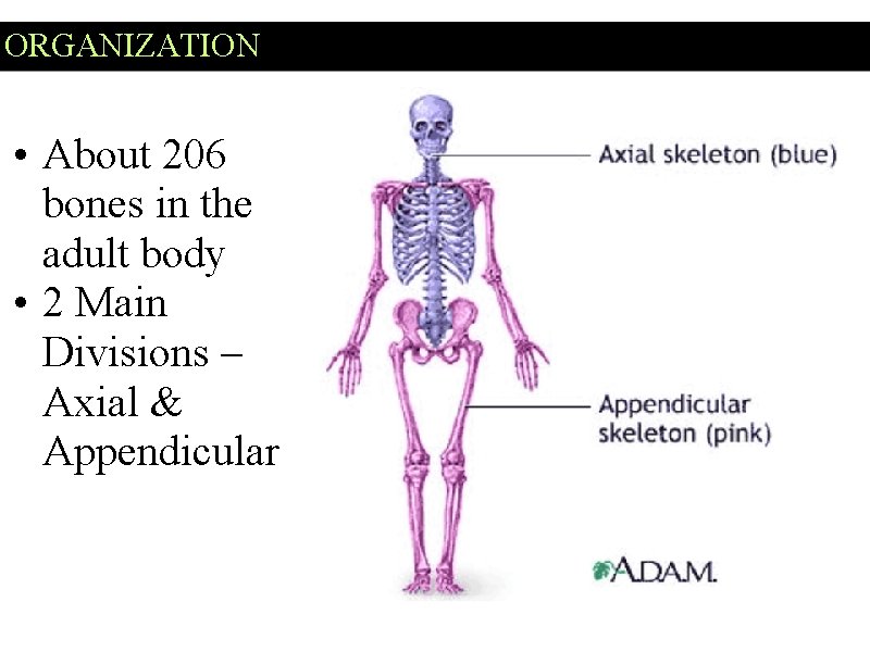 ORGANIZATION • About 206 bones in the adult body • 2 Main Divisions –