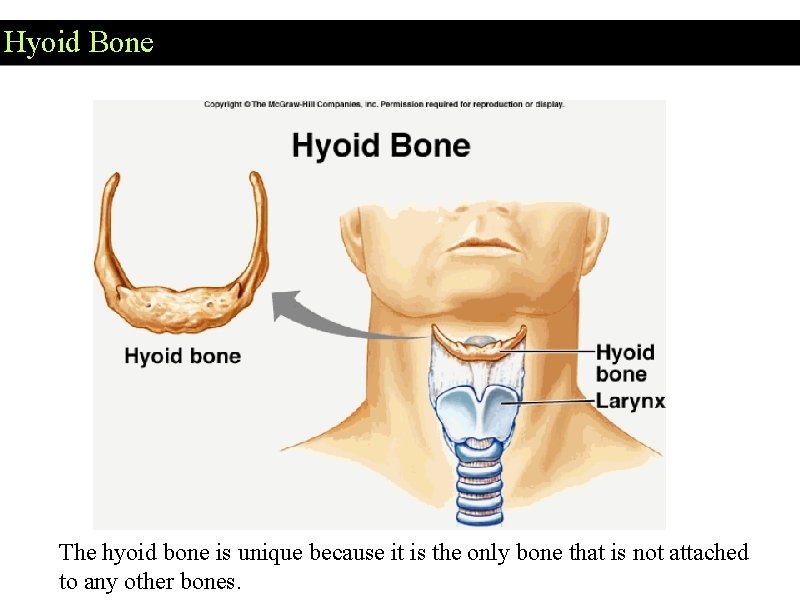 Hyoid Bone The hyoid bone is unique because it is the only bone that