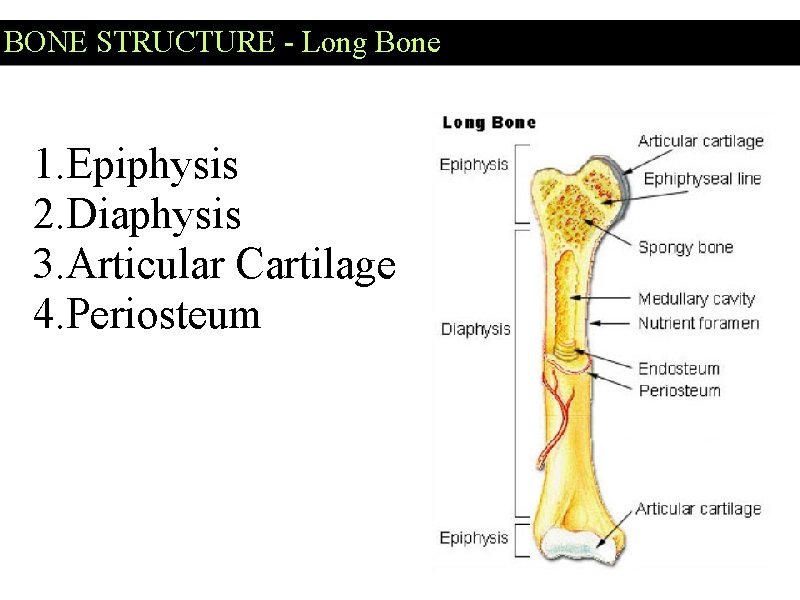 BONE STRUCTURE - Long Bone 1. Epiphysis 2. Diaphysis 3. Articular Cartilage 4. Periosteum