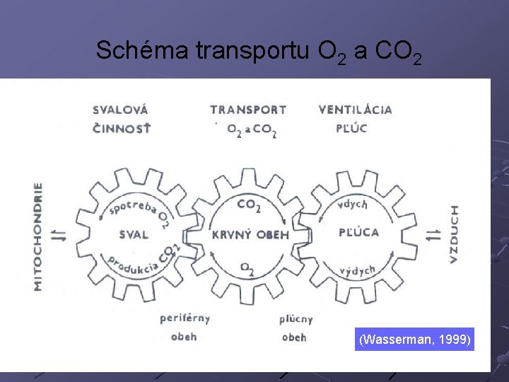 Schéma transportu O 2 a CO 2 (Wasserman, 1999) 