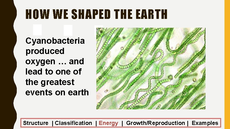 HOW WE SHAPED THE EARTH Cyanobacteria produced oxygen … and lead to one of