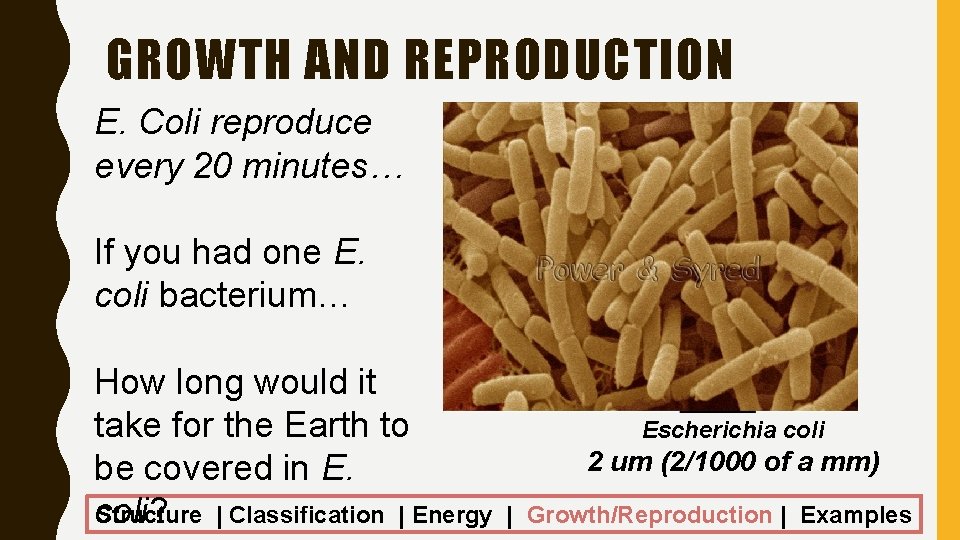 GROWTH AND REPRODUCTION E. Coli reproduce every 20 minutes… If you had one E.
