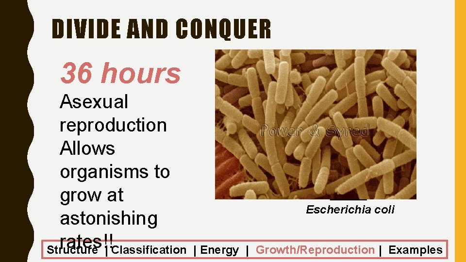 DIVIDE AND CONQUER 36 hours Asexual reproduction Allows organisms to grow at astonishing rates!!|