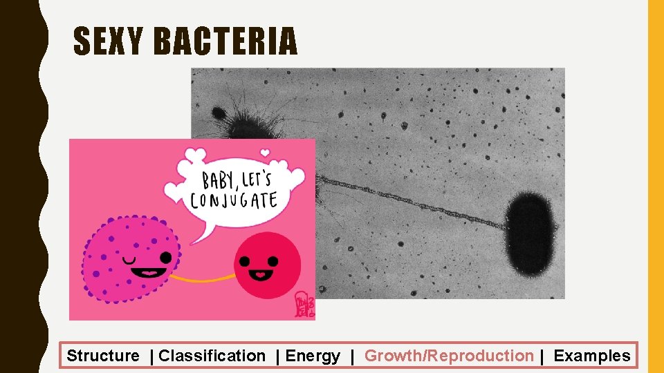 SEXY BACTERIA Structure | Classification | Energy | Growth/Reproduction | Examples 