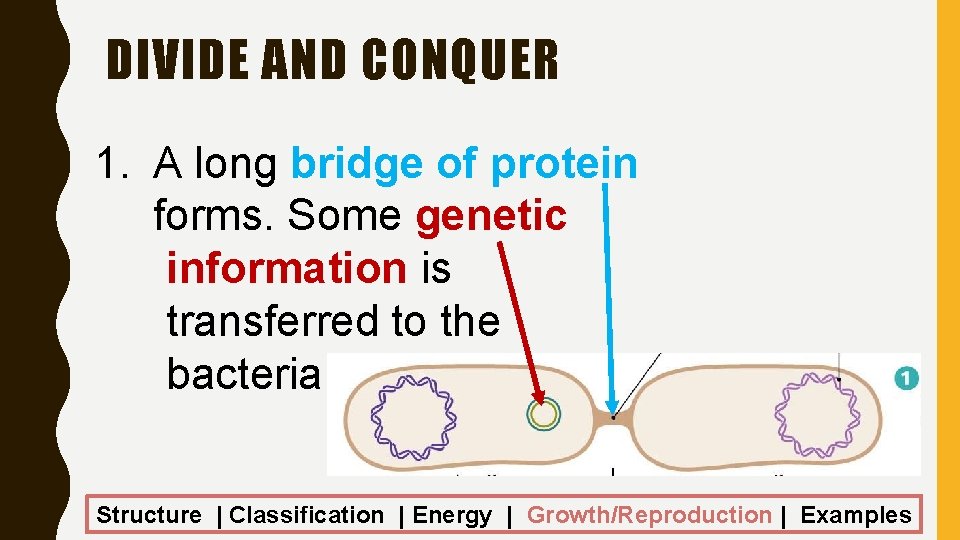DIVIDE AND CONQUER 1. A long bridge of protein forms. Some genetic information is
