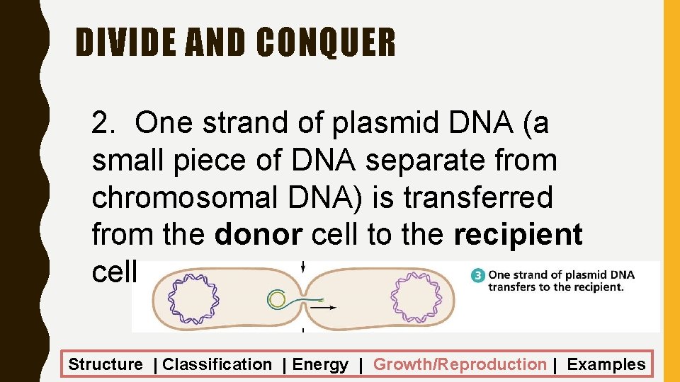 DIVIDE AND CONQUER 2. One strand of plasmid DNA (a small piece of DNA