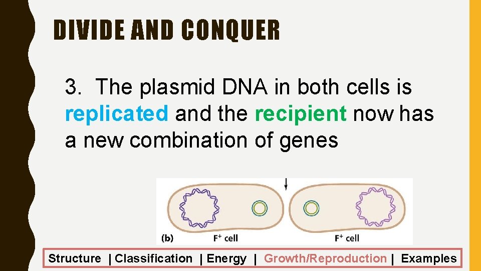 DIVIDE AND CONQUER 3. The plasmid DNA in both cells is replicated and the