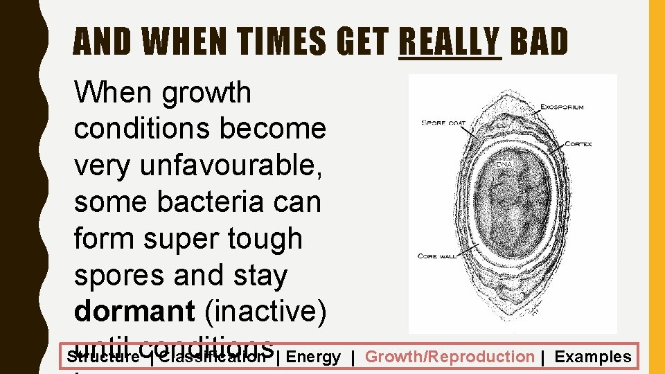 AND WHEN TIMES GET REALLY BAD When growth conditions become very unfavourable, some bacteria