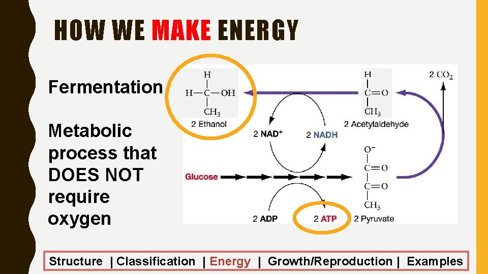 HOW WE MAKE ENERGY Fermentation Metabolic process that DOES NOT require oxygen Structure |