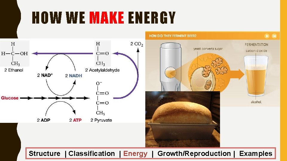 HOW WE MAKE ENERGY Structure | Classification | Energy | Growth/Reproduction | Examples 