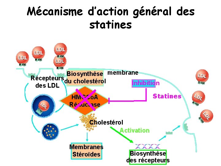 Mécanisme d’action général des statines Biosynthèse membrane Récepteursdu cholestérol Inhibition des LDL Statines HMGCo.