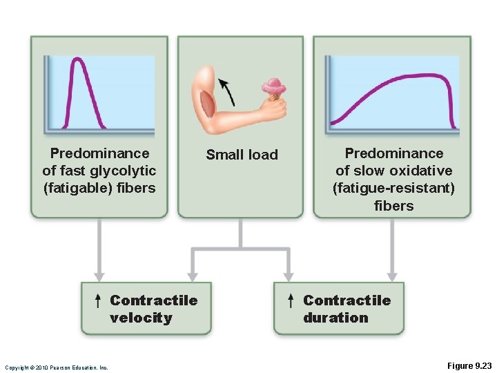 Predominance of fast glycolytic (fatigable) fibers Contractile velocity Copyright © 2010 Pearson Education, Inc.