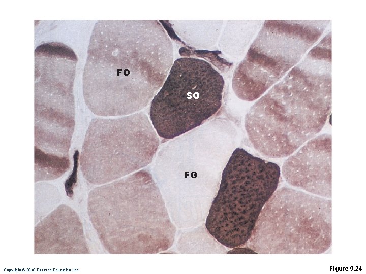 FO SO FG Copyright © 2010 Pearson Education, Inc. Figure 9. 24 