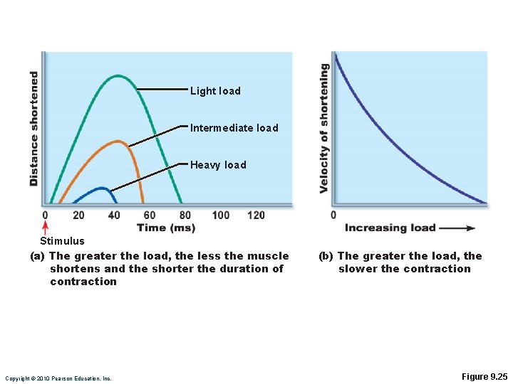 Light load Intermediate load Heavy load Stimulus (a) The greater the load, the less