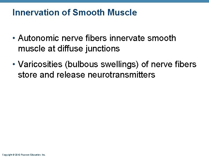 Innervation of Smooth Muscle • Autonomic nerve fibers innervate smooth muscle at diffuse junctions