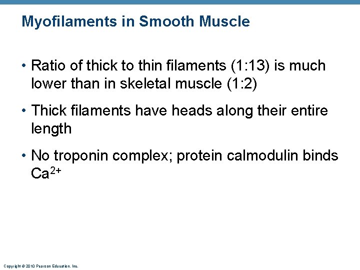 Myofilaments in Smooth Muscle • Ratio of thick to thin filaments (1: 13) is