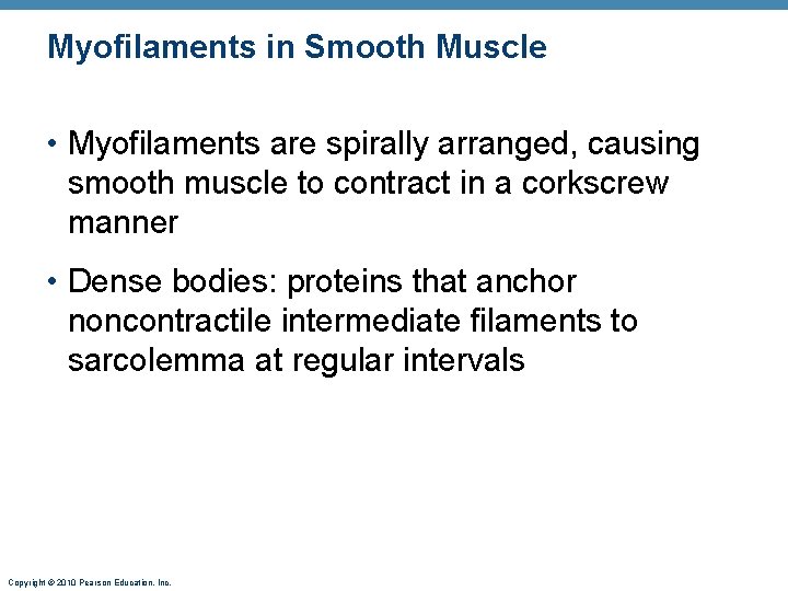 Myofilaments in Smooth Muscle • Myofilaments are spirally arranged, causing smooth muscle to contract