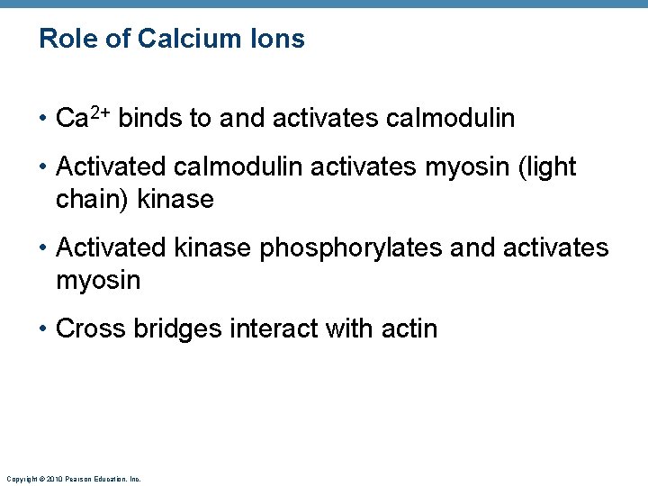 Role of Calcium Ions • Ca 2+ binds to and activates calmodulin • Activated