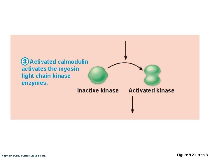 3 Activated calmodulin activates the myosin light chain kinase enzymes. Inactive kinase Copyright ©