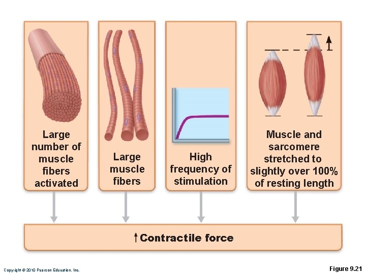 Large number of muscle fibers activated Large muscle fibers High frequency of stimulation Muscle