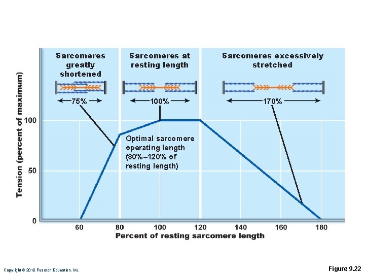 Sarcomeres greatly shortened Sarcomeres at resting length Sarcomeres excessively stretched 75% 100% 170% Optimal