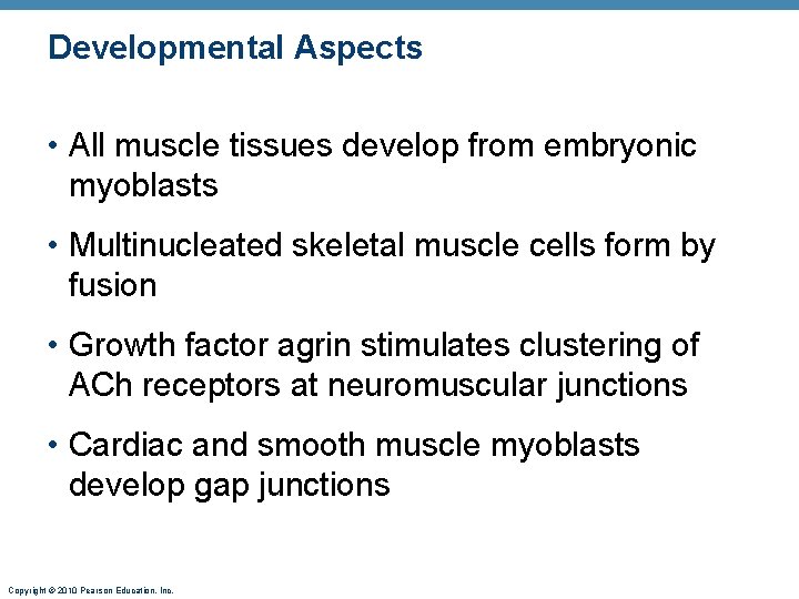 Developmental Aspects • All muscle tissues develop from embryonic myoblasts • Multinucleated skeletal muscle