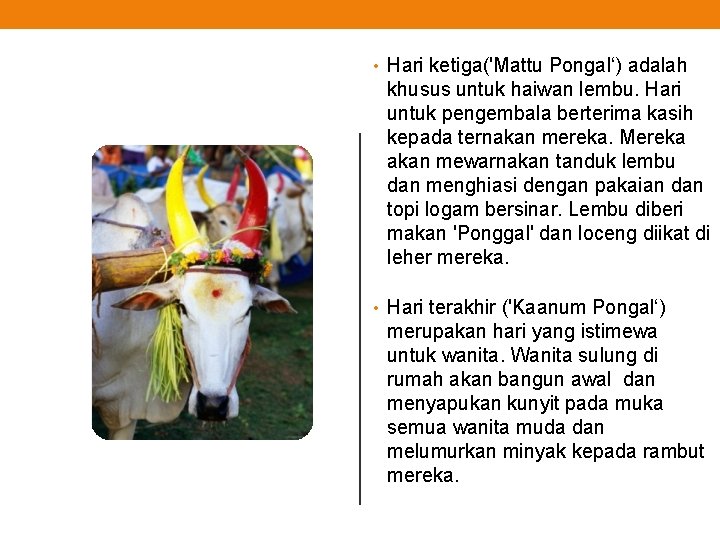  • Hari ketiga('Mattu Pongal‘) adalah khusus untuk haiwan lembu. Hari untuk pengembala berterima