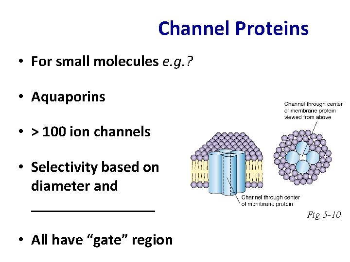 Channel Proteins • For small molecules e. g. ? • Aquaporins • > 100