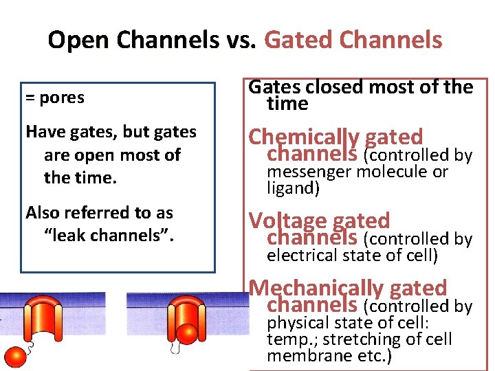 Open Channels vs. Gated Channels = pores Gates closed most of the time Have