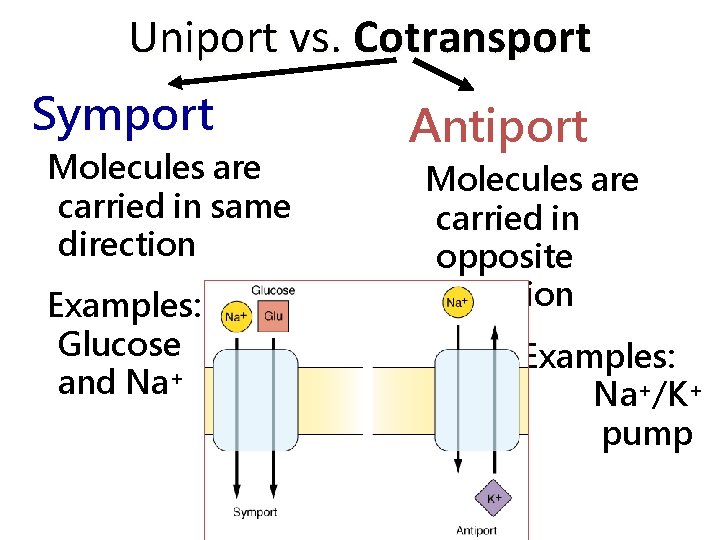 Uniport vs. Cotransport Symport Molecules are carried in same direction Examples: Glucose and Na+