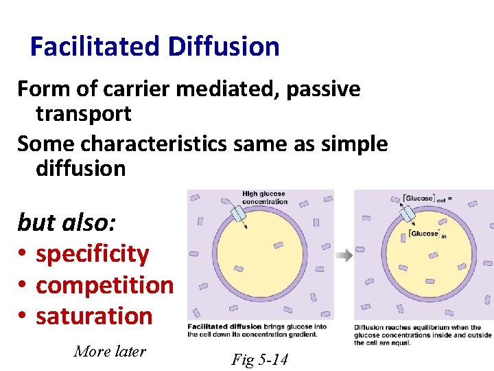 Facilitated Diffusion Form of carrier mediated, passive transport Some characteristics same as simple diffusion