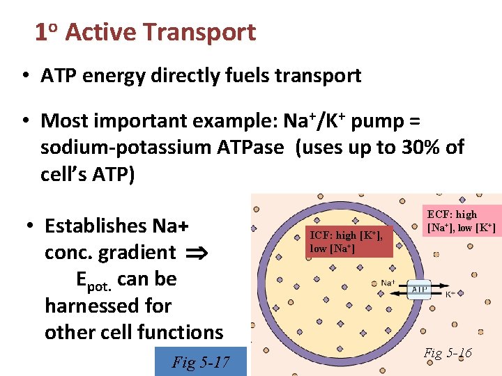 1 o Active Transport • ATP energy directly fuels transport • Most important example: