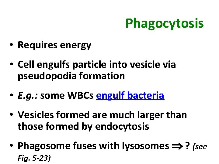 Phagocytosis • Requires energy • Cell engulfs particle into vesicle via pseudopodia formation •