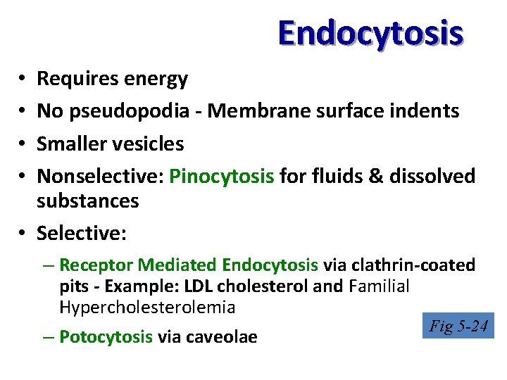 Endocytosis Requires energy No pseudopodia - Membrane surface indents Smaller vesicles Nonselective: Pinocytosis for