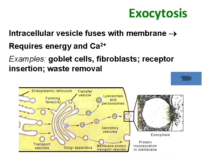 Exocytosis Intracellular vesicle fuses with membrane Requires energy and Ca 2+ Examples: goblet cells,