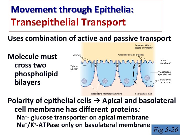 Movement through Epithelia: Transepithelial Transport Uses combination of active and passive transport Molecule must