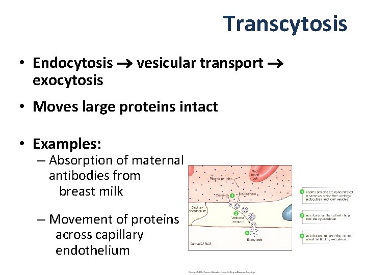 Transcytosis • Endocytosis vesicular transport exocytosis • Moves large proteins intact • Examples: –