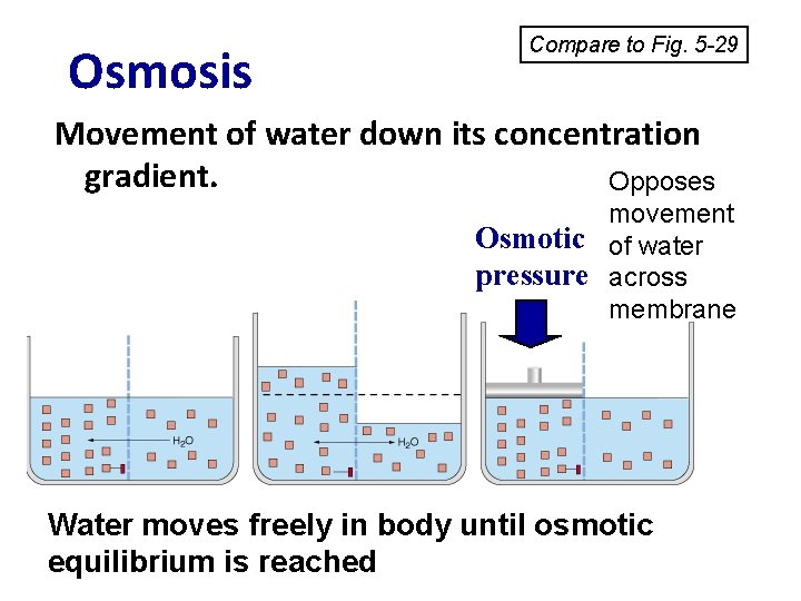 Osmosis Compare to Fig. 5 -29 Movement of water down its concentration gradient. Opposes