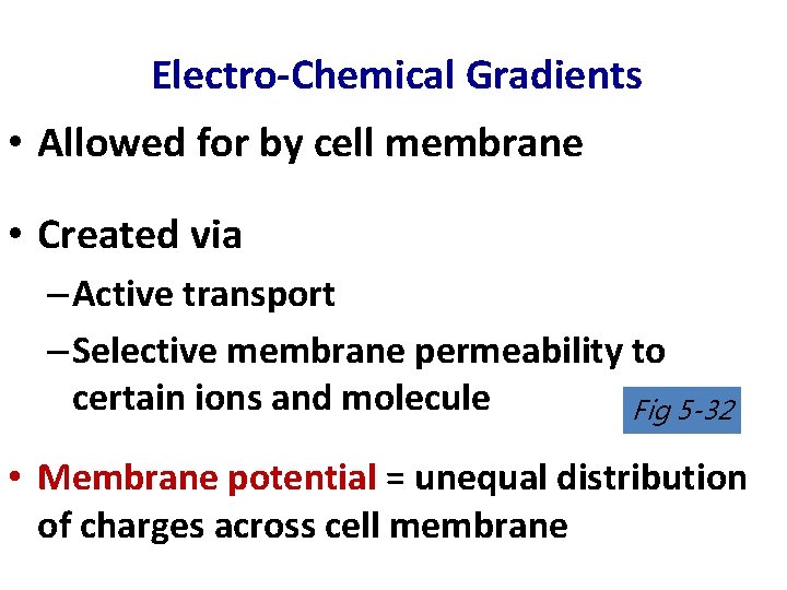 Electro-Chemical Gradients • Allowed for by cell membrane • Created via – Active transport