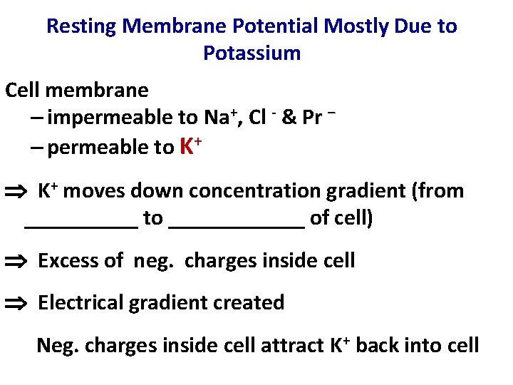 Resting Membrane Potential Mostly Due to Potassium Cell membrane – impermeable to Na+, Cl