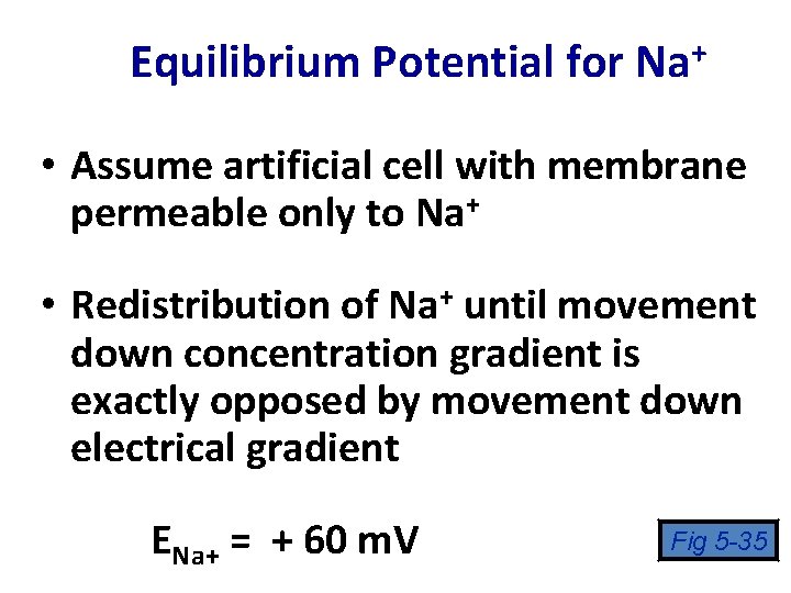 Equilibrium Potential for Na+ • Assume artificial cell with membrane permeable only to Na+