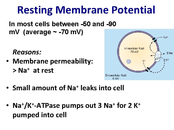 Resting Membrane Potential In most cells between -50 and -90 m. V (average ~