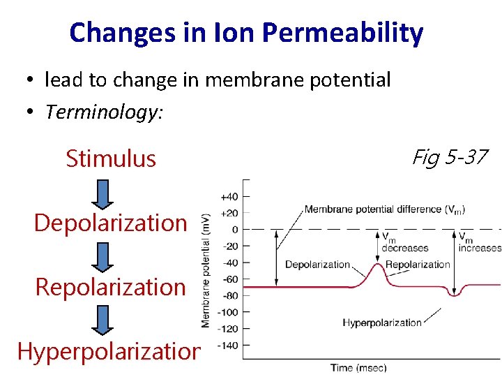 Changes in Ion Permeability • lead to change in membrane potential • Terminology: Stimulus