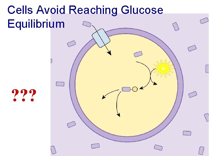 Cells Avoid Reaching Glucose Equilibrium ? ? ? 