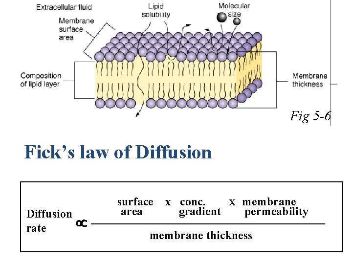 Fig 5 -6 Fick’s law of Diffusion rate surface area x conc. gradient X
