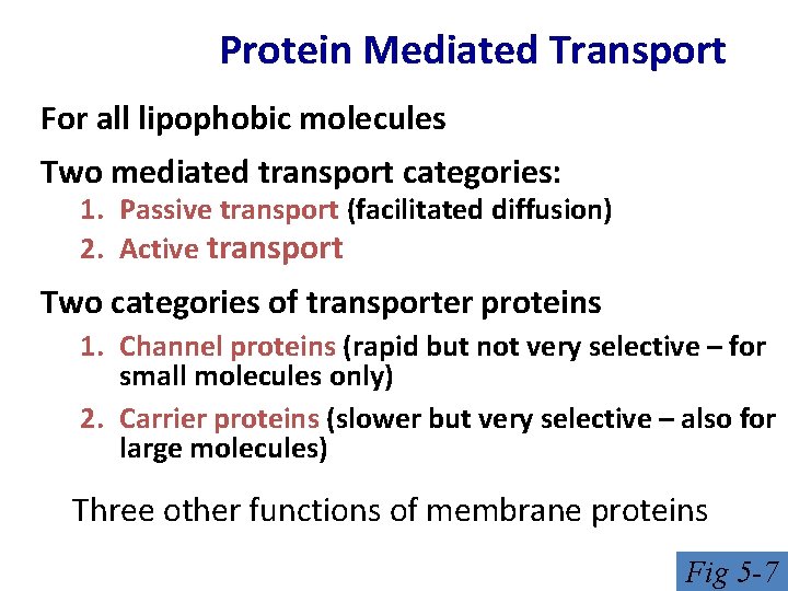 Protein Mediated Transport For all lipophobic molecules Two mediated transport categories: 1. Passive transport