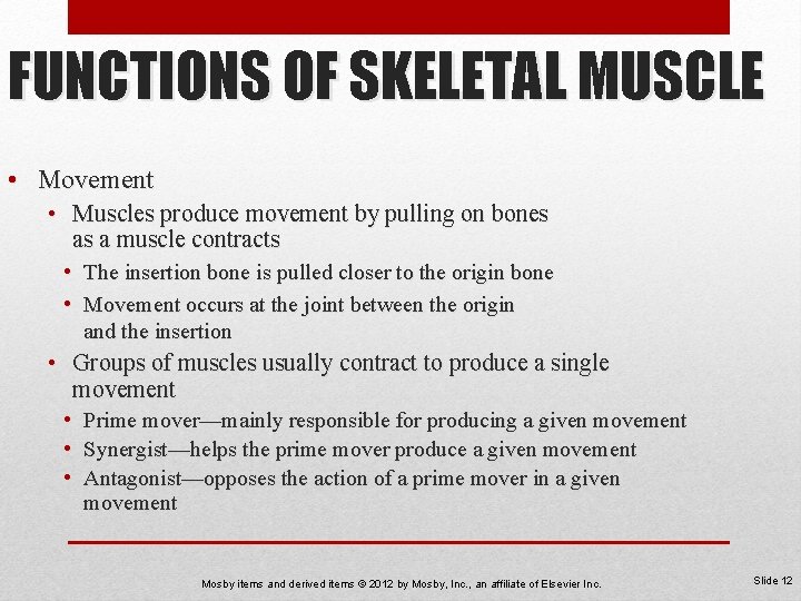 FUNCTIONS OF SKELETAL MUSCLE • Movement • Muscles produce movement by pulling on bones