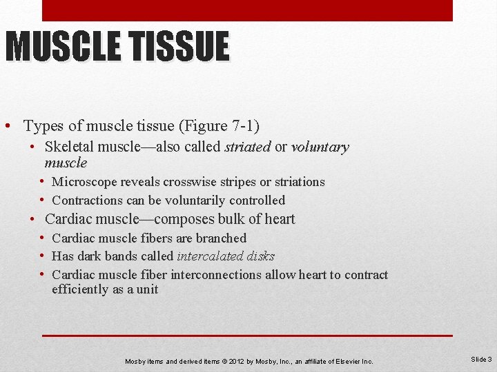 MUSCLE TISSUE • Types of muscle tissue (Figure 7 -1) • Skeletal muscle—also called