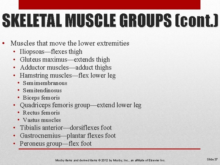 SKELETAL MUSCLE GROUPS (cont. ) • Muscles that move the lower extremities • •